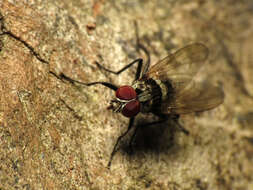 Image of root-maggot flies