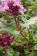 Thymus pulegioides L. resmi