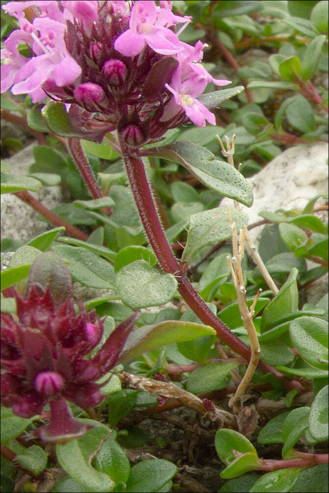 Thymus pulegioides L. resmi