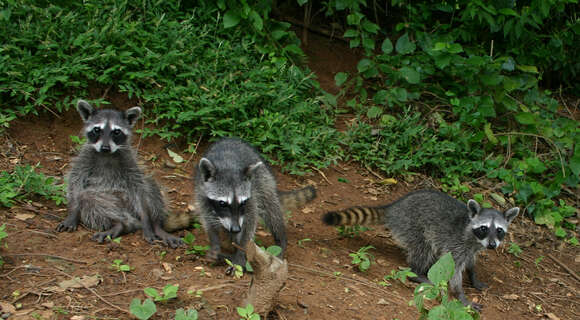 Image of Raccoons