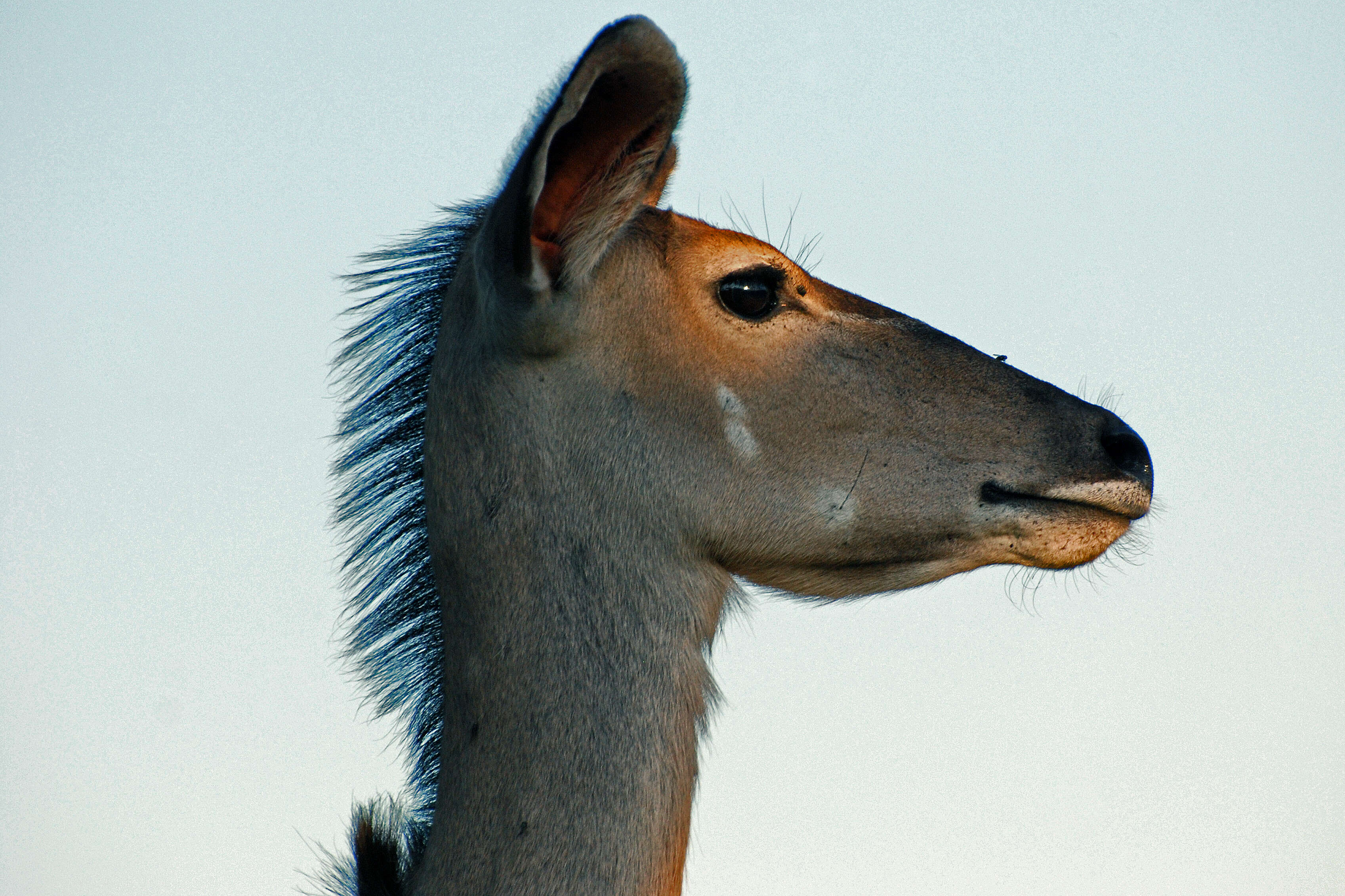 Image of Greater Kudu