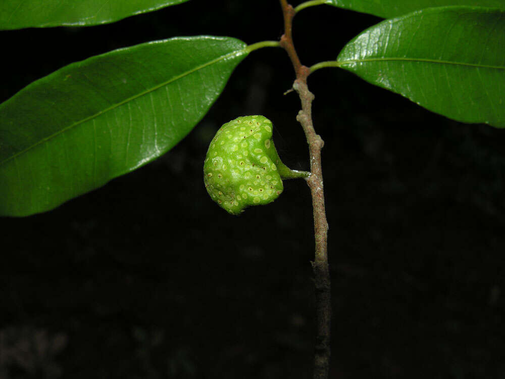 Image of Guiana brosimum