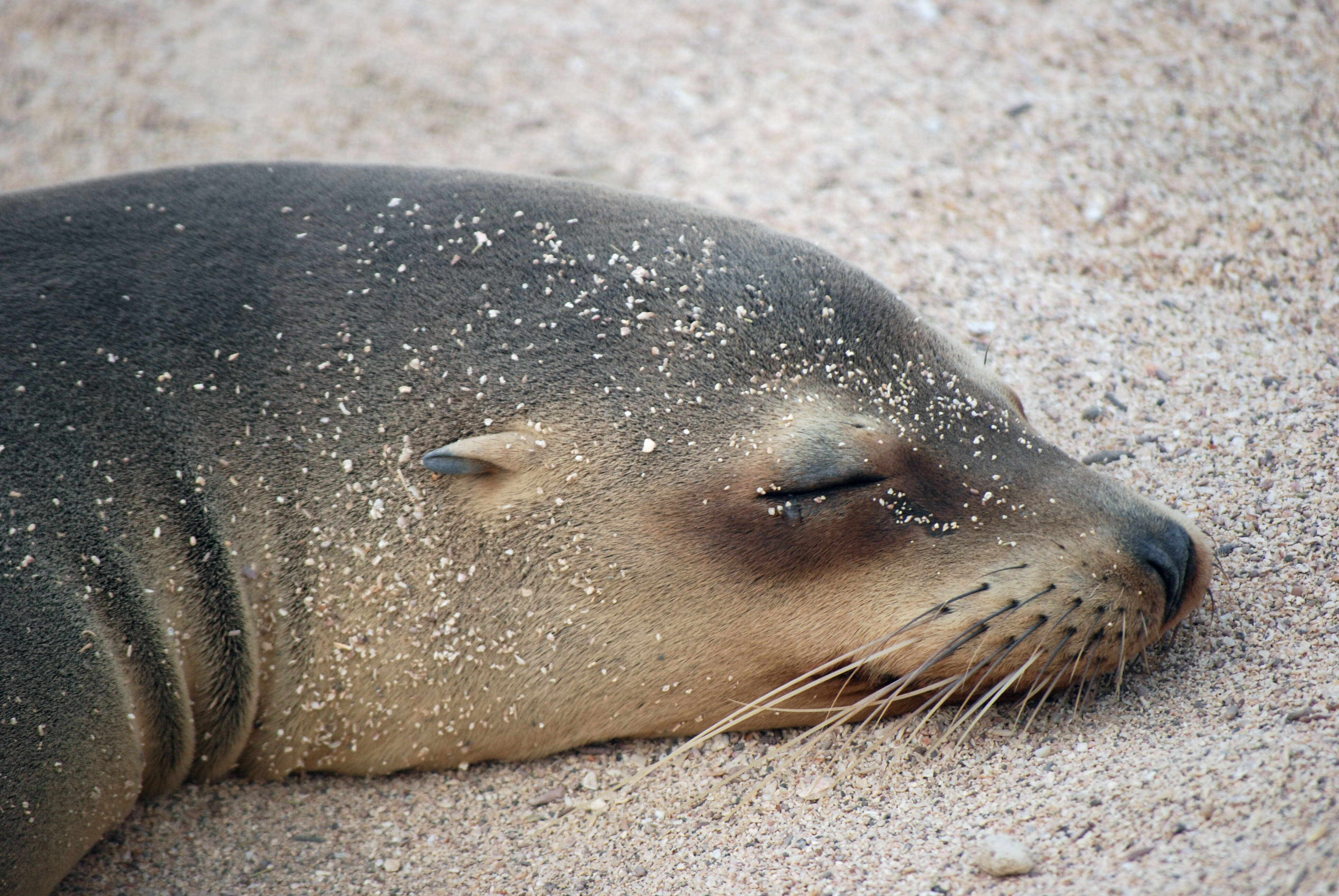 Image of Sea Lion