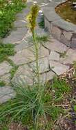 Image of Asphodeline