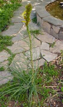 Image de Asphodeline lutea (L.) Rchb.