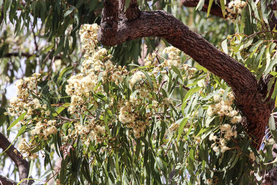 Слика од Eucalyptus similis Maiden