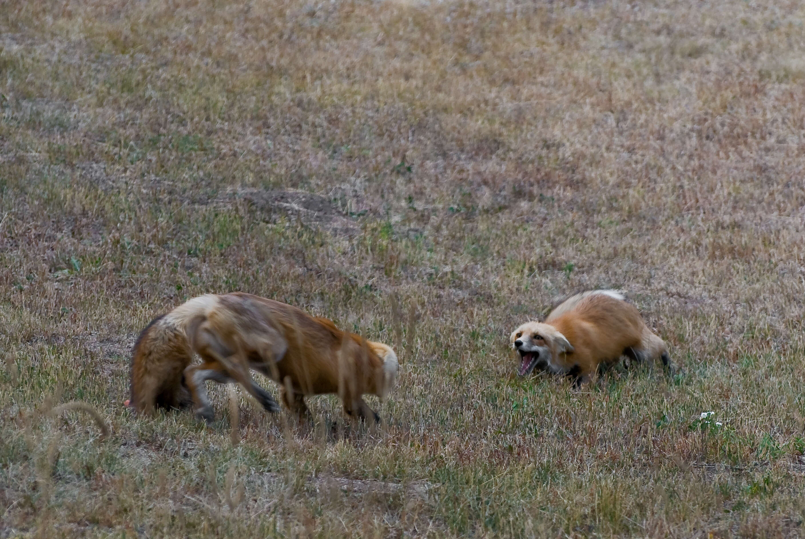 Image of Foxes