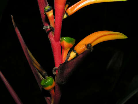 Image of Heliconia osaensis Cufod.