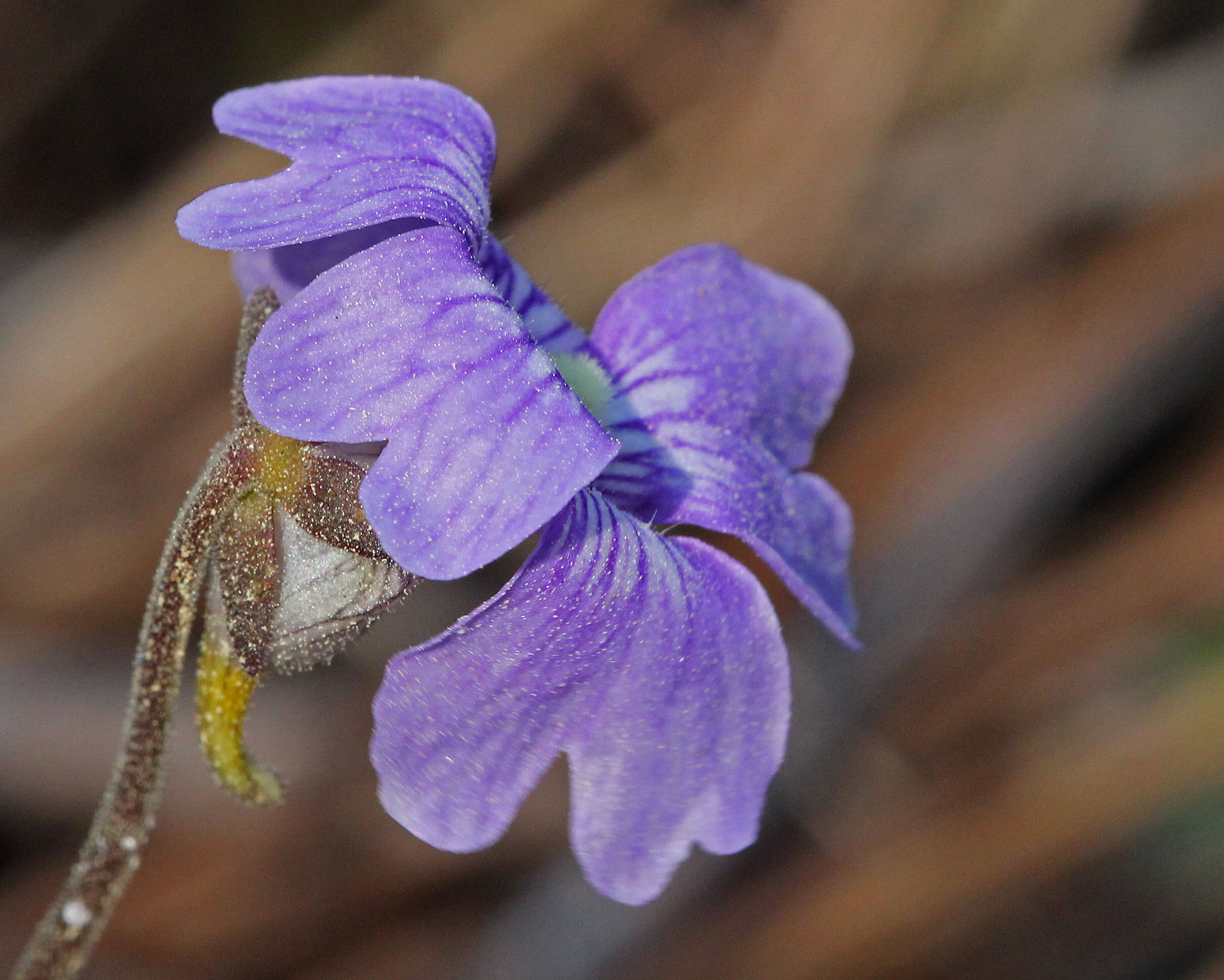 Image de Pinguicula caerulea Walt.