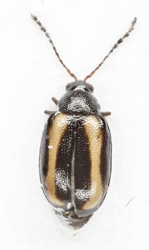 Image of Turnip flea beetle