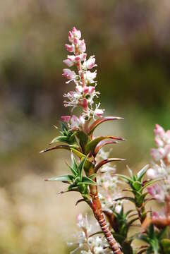 Image of Gunns richea