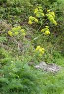 Image of Giant Fennel