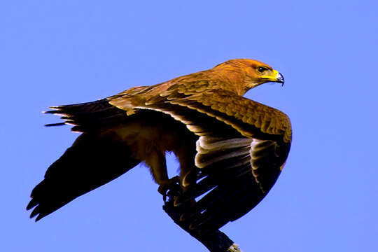 Imagem de Águia-rapace