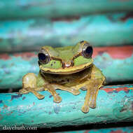 Image of Mexican Treefrogs