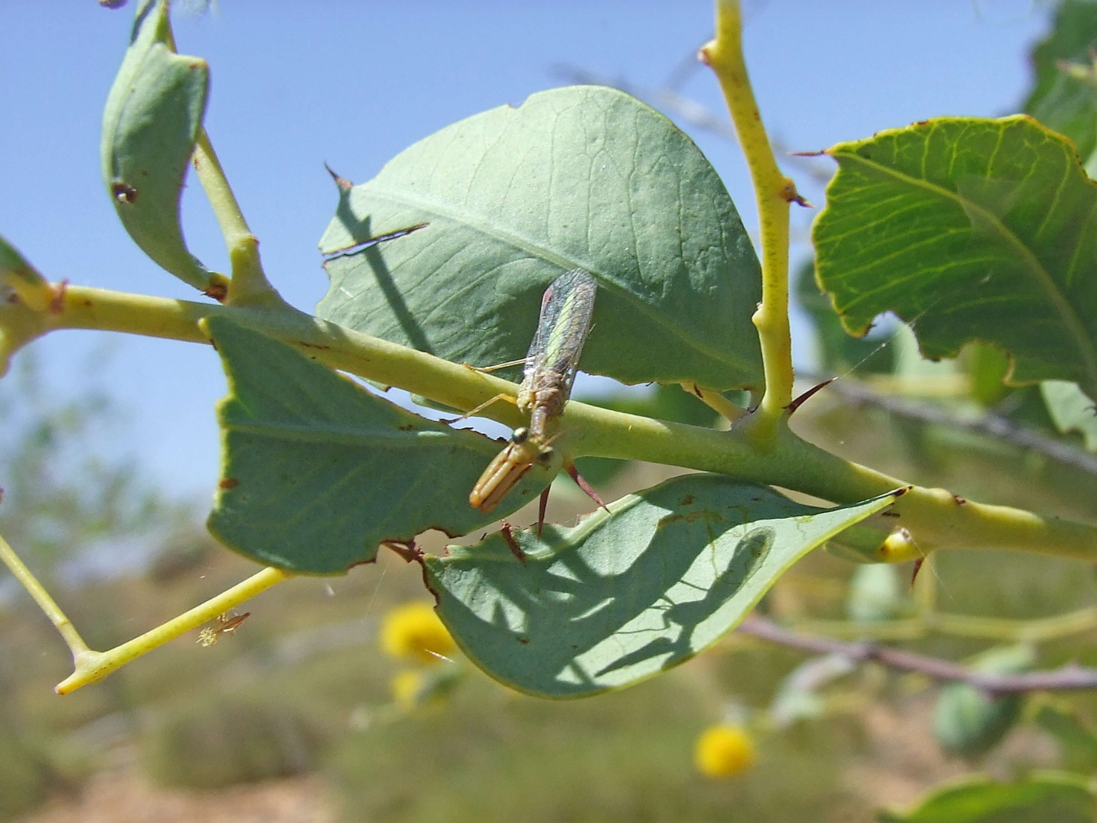 Image of berothid clade