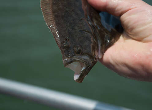 Plancia ëd Paralichthys dentatus (Linnaeus 1766)