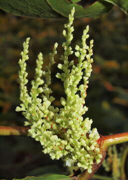 Image of Japanese Knotweed