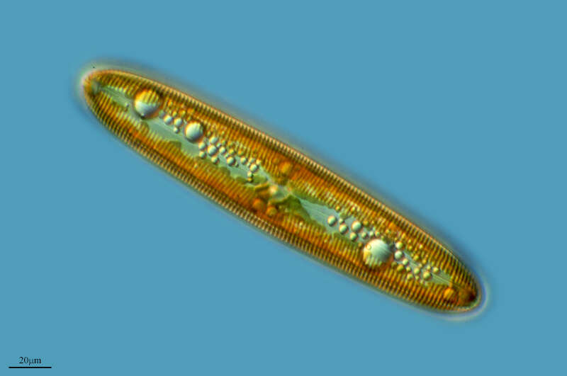 Image of diatoms