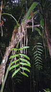 Image of Polypodiaceae