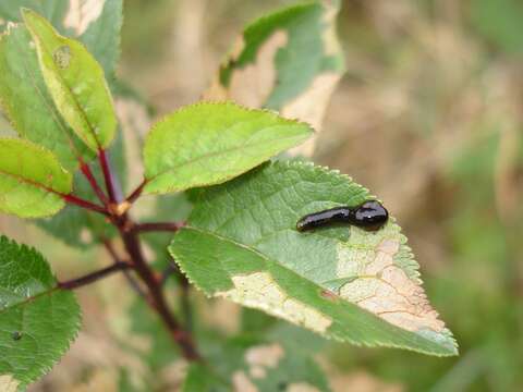 Image of Cherry slug