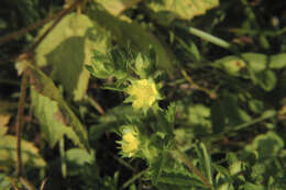 Image of cinquefoil