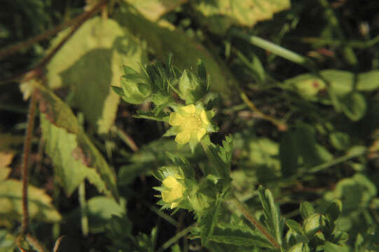 Imagem de Potentilla norvegica L.