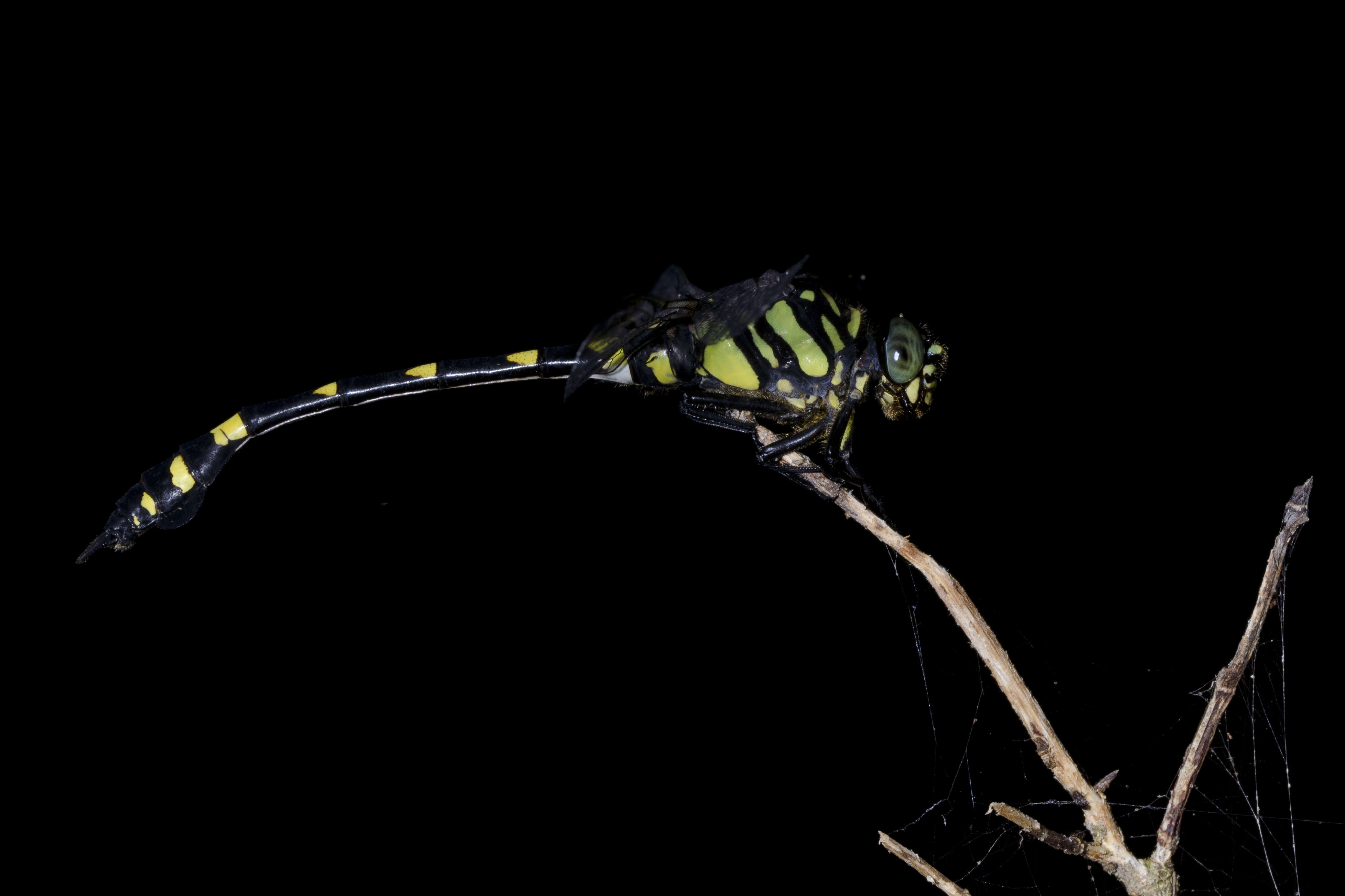 صورة Ictinogomphus pertinax (Hagen ex Selys 1854)