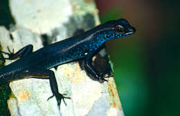 Image of common skink