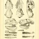 Image of <i>Oreodon gracilis</i> (Leidy 1851)