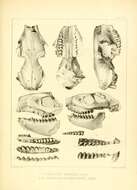 Image of <i>Oreodon gracilis</i> (Leidy 1851)