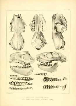 Image of <i>Oreodon gracilis</i> (Leidy 1851)