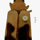 Image of Chelobasis aemula (Waterhouse 1881)