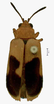 Image of Chelobasis aemula (Waterhouse 1881)