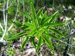 Aesculus californica (Spach) Nutt. resmi