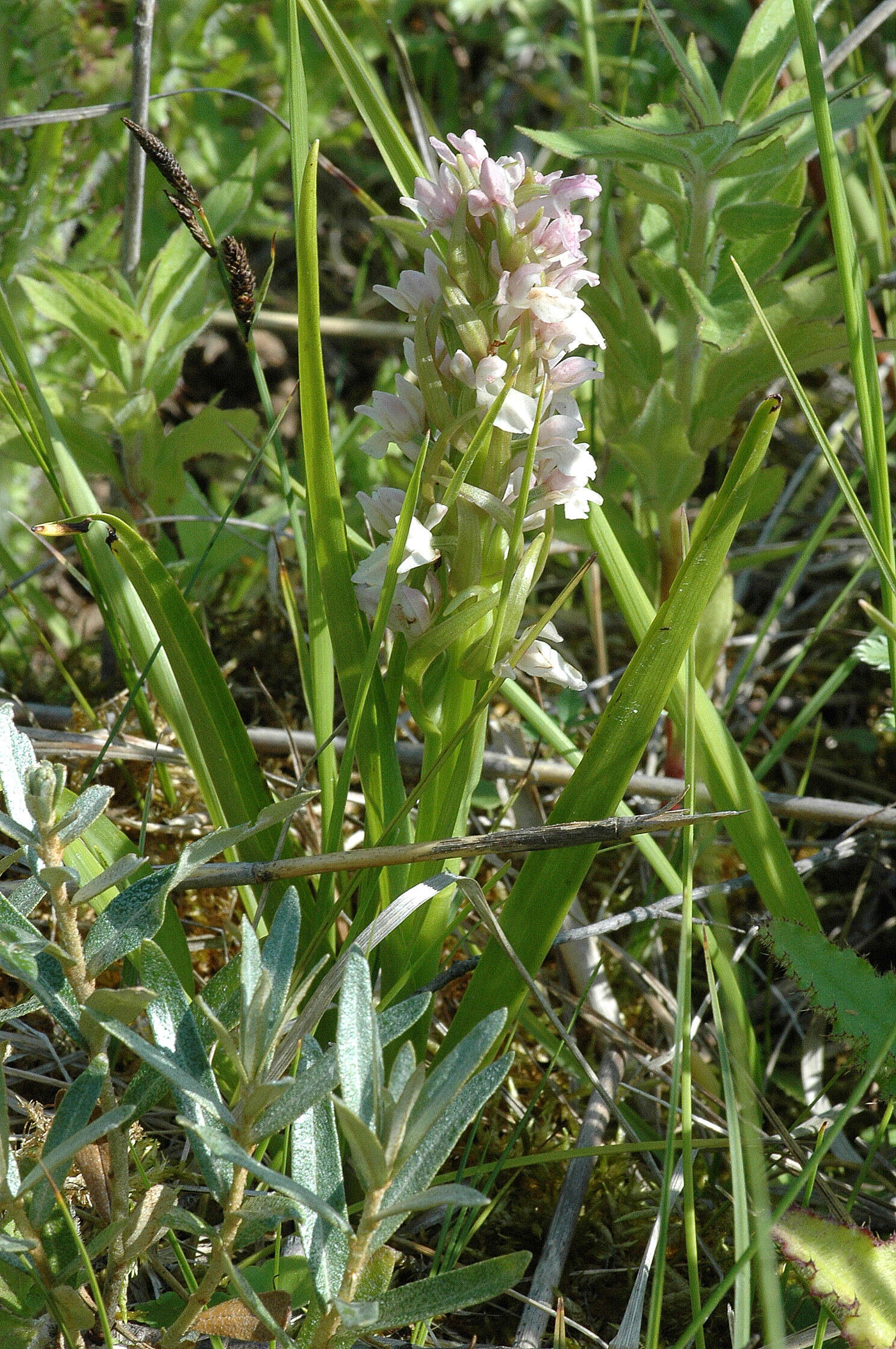 Dactylorhiza incarnata (L.) Soó resmi