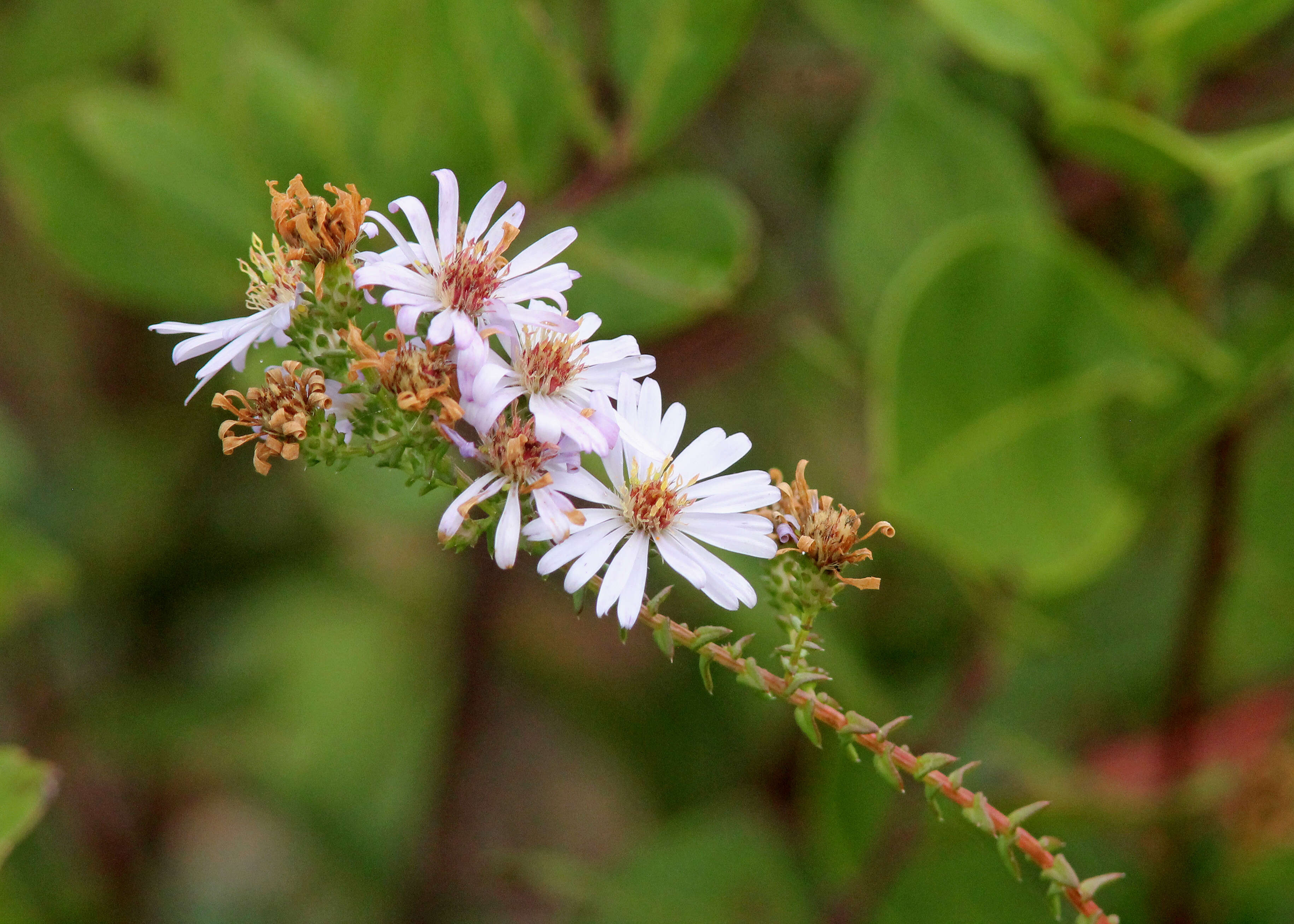 Image of Walter's aster