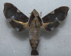 Image of Callionima nomius (Walker 1856)