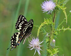 Image of Papilio