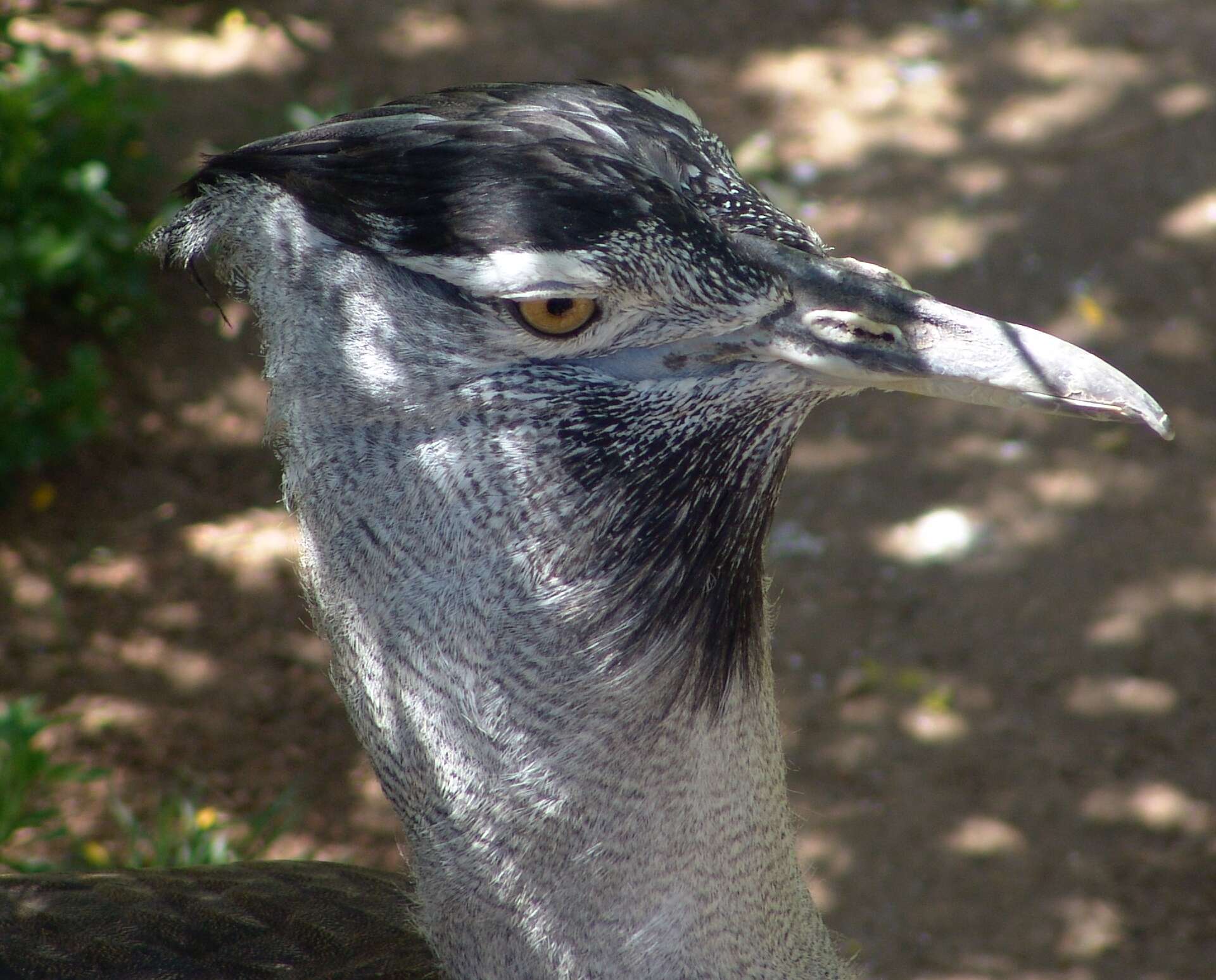 Image of Kori Bustard