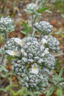 Слика од Teucrium capitatum L.