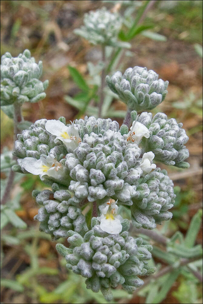 Image of Teucrium capitatum L.