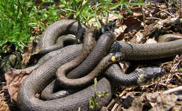 Image of Grass snakes