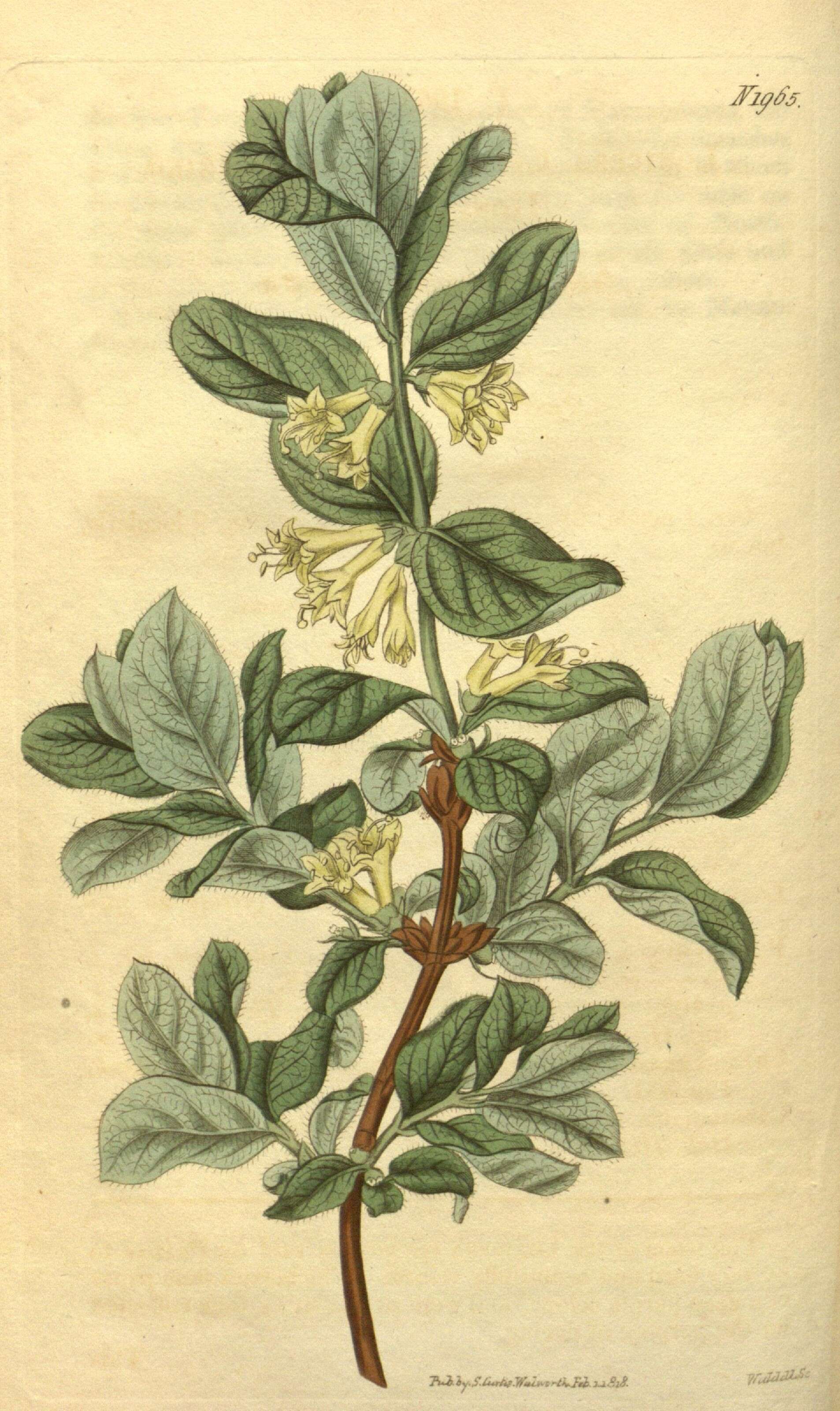 Imagem de Lonicera caerulea L.