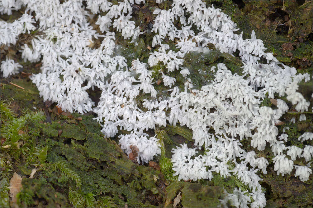 صورة Ceratiomyxa J. Schröter ex Engler & Prantl 1889