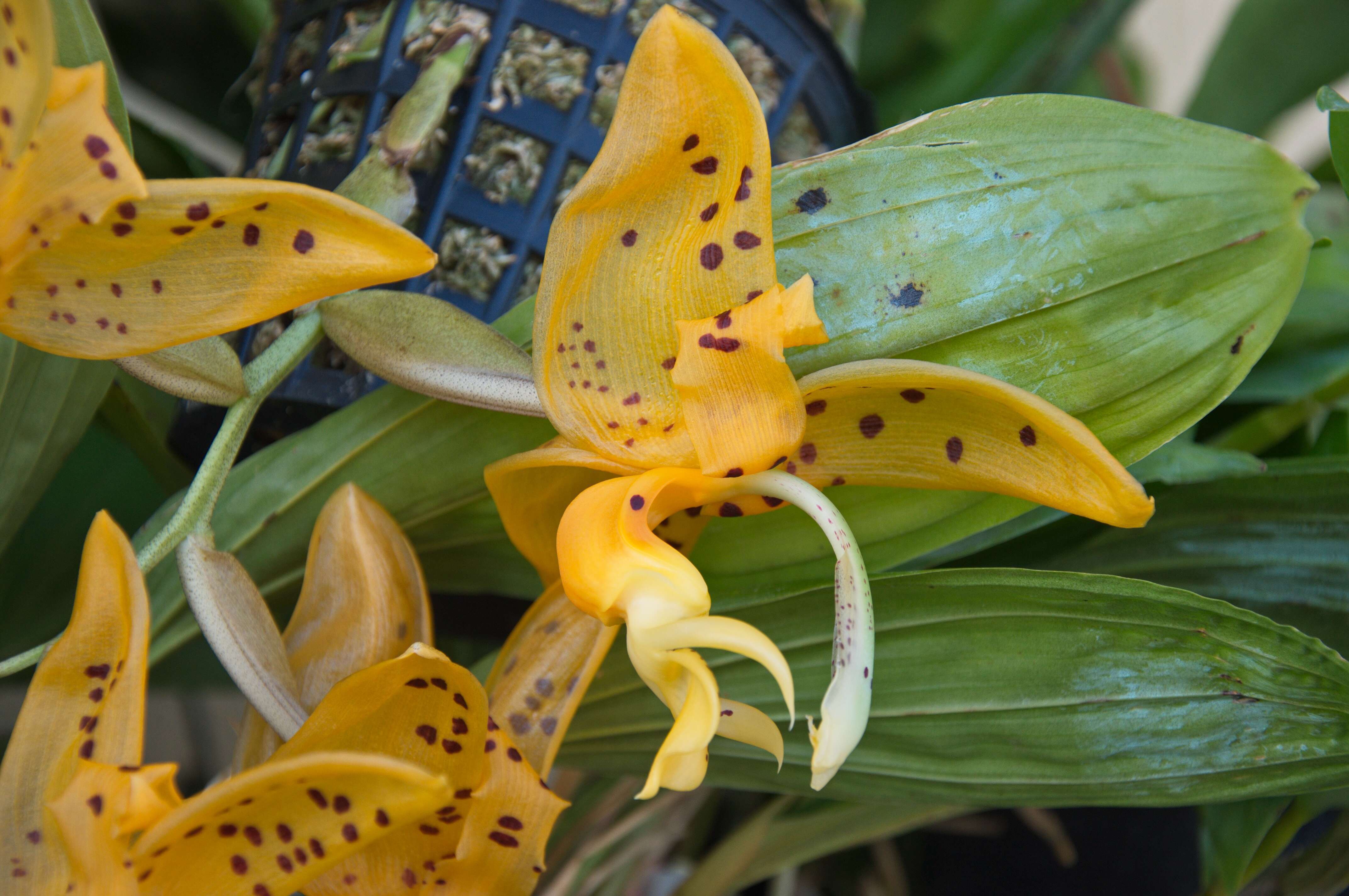 Plancia ëd Stanhopea jenischiana F. Kramer ex Rchb. fil.