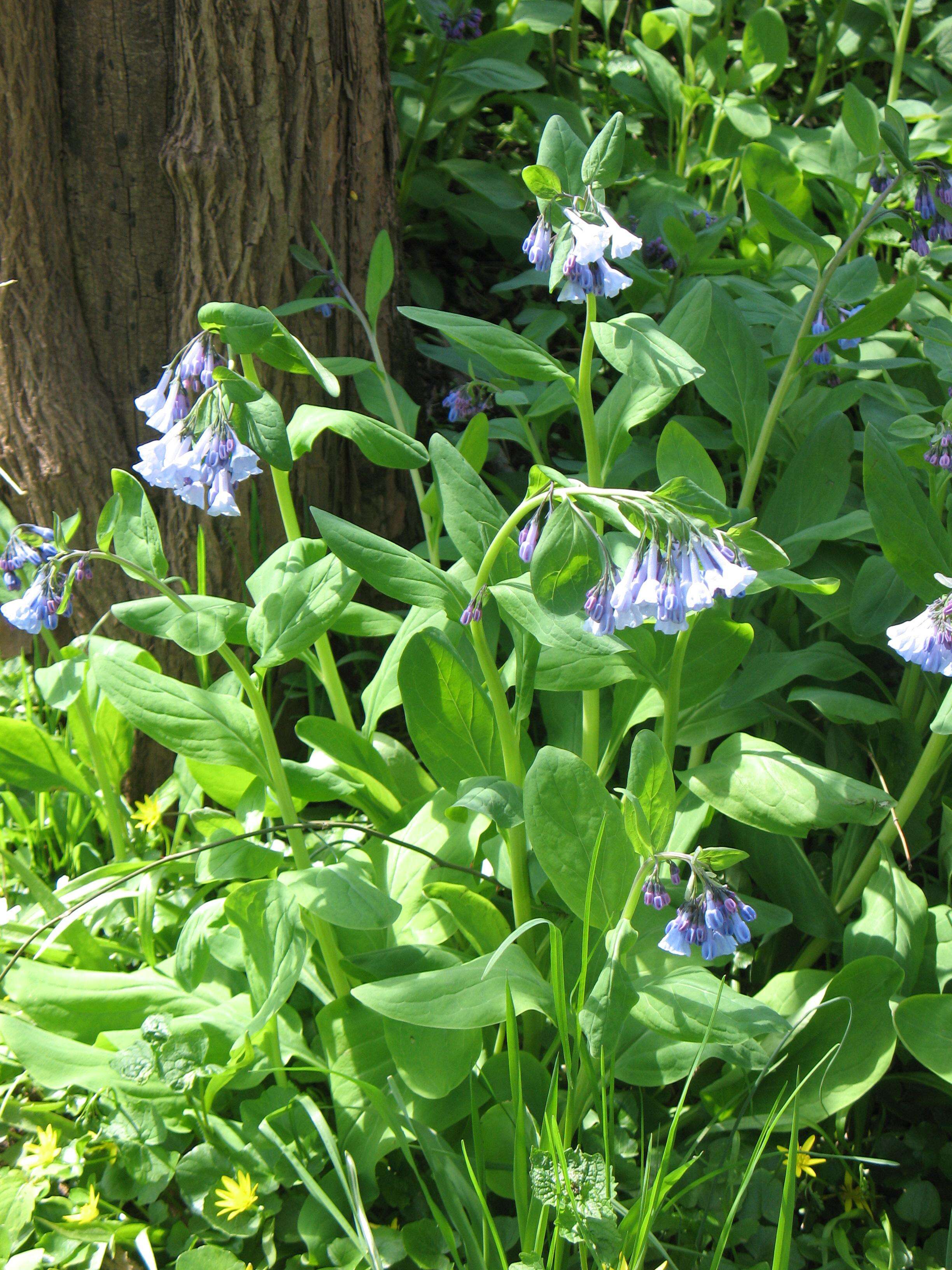 Image of Mertensia