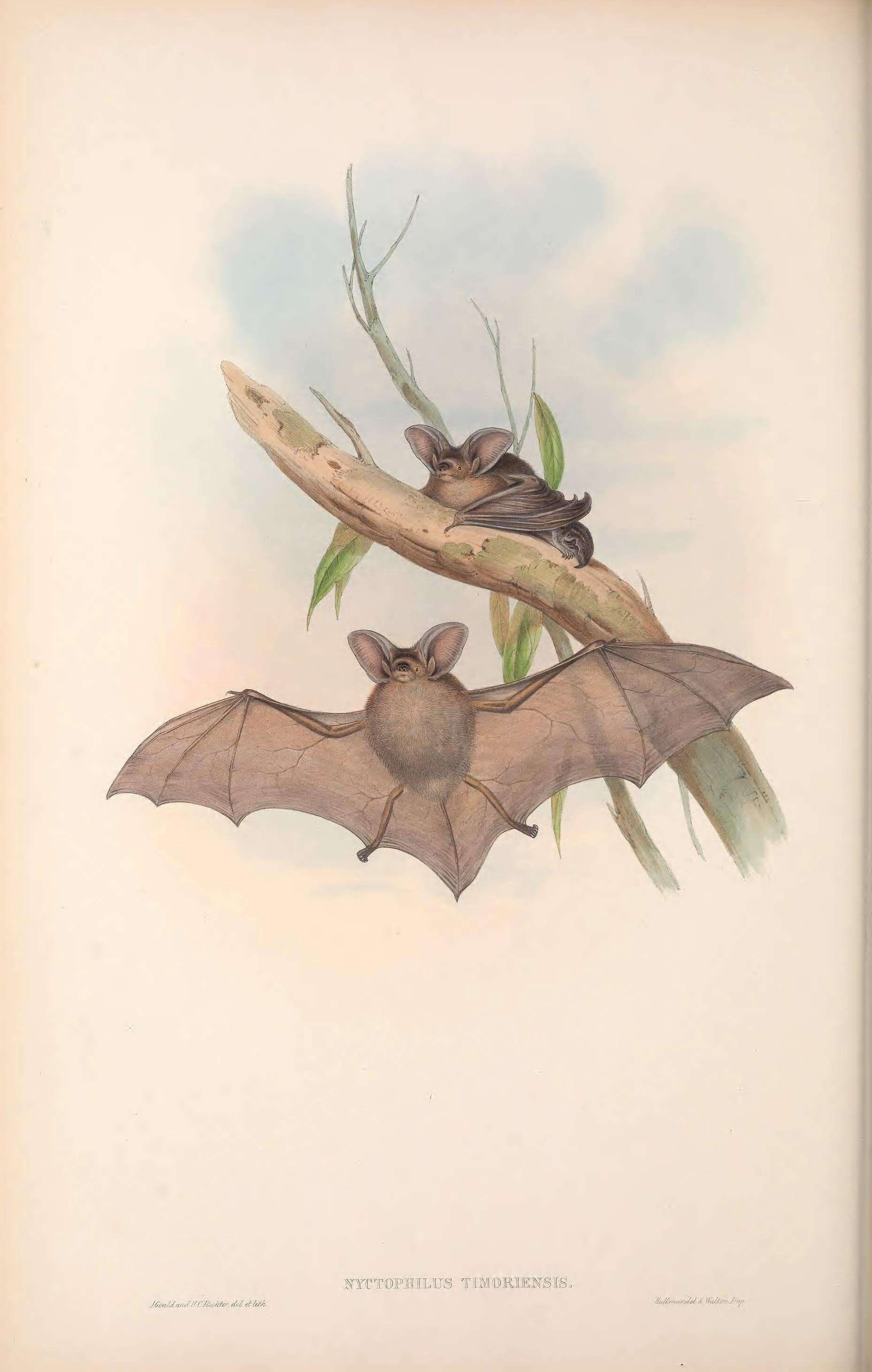 Sivun Nyctophilini Peters 1865 kuva