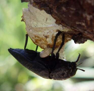 Image de Capnodis tenebrionis (Linnaeus 1761)