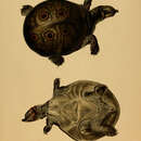 Image of Ganges soft-shelled turtle