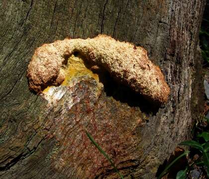 Image of Dog vomit slime mold